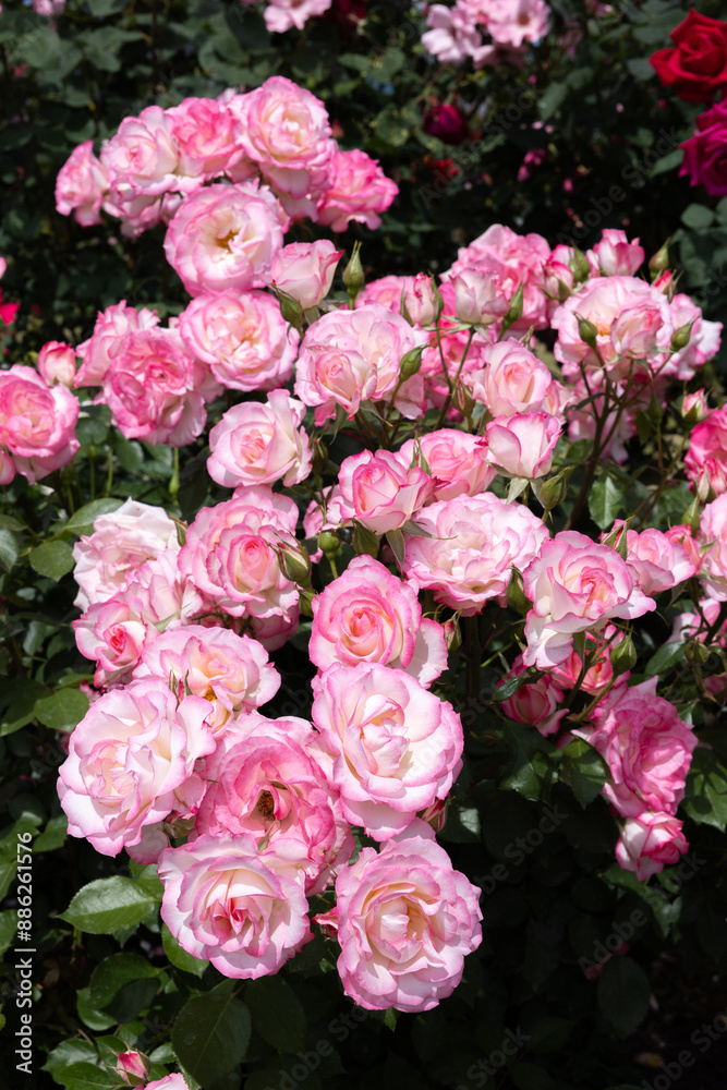 Beautiful pink-edged rose flowers blooming in a garden in Nagano. Beautiful pink-edged rose flowers blooming in a garden in Nagano.
