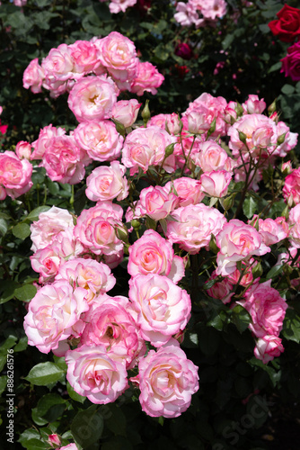 Beautiful pink-edged rose flowers blooming in a garden in Nagano.