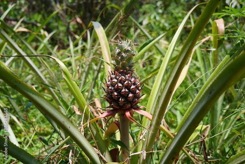 A close-up view featuring a cone and pineapple, surrounded by fresh, tropical fruit and foliage