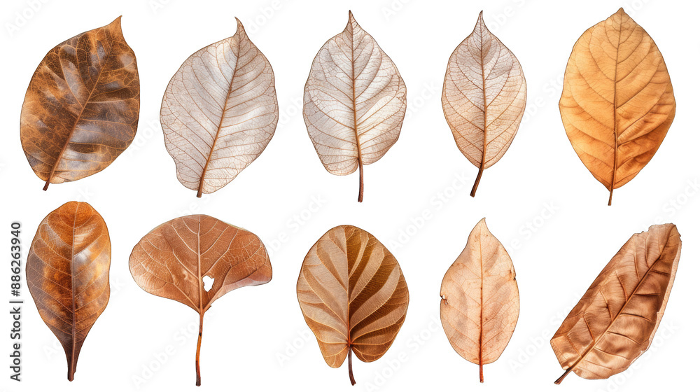 Obraz premium set of dry leaves, dead, dehydrated and discolored fallen leaves, common during fall season, transparent background or PNG file.