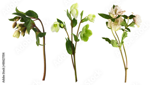 Set of green hellebore flowers, buds and leaves isolated on white or transparent background photo
