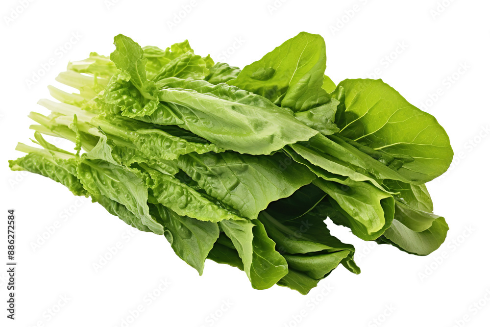 A Bountiful Harvest of Crisp Green Lettuce Leaves Against a Pristine White Background on a White or Clear Surface PNG Transparent Background. A Bountiful Harvest of Crisp Green Lettuce Leaves Against a Pristine White Background on a White or Clear Surface PNG Transparent Background.