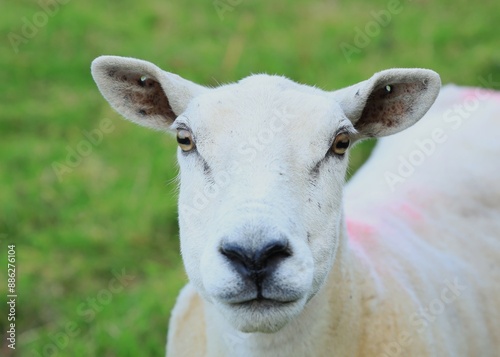 Konstfotografi Sheep: Closeup of Cheviot breed ewe with shorn fleece in field on farmland in ru