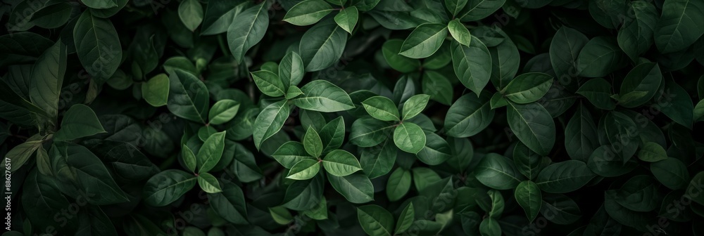 Fototapeta premium Green leaves pattern on dark background, nature texture with a calming effect.
