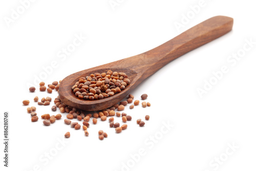 Front view of a wooden spoon filled with dry Organic Red Radish (Raphanus sativus) seeds. Isolated on a white background. photo