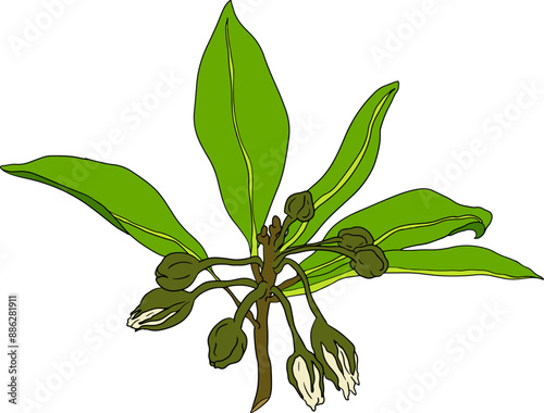 Chiku elements. Sapodilla naseberry pouteria colored fruits. Vector botanical design of exotic tropical fruit