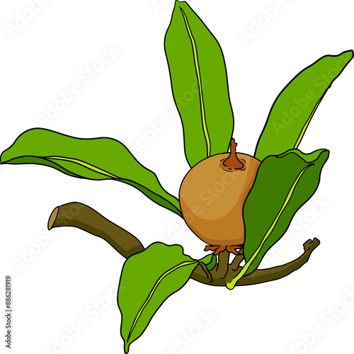 Chiku elements. Sapodilla naseberry pouteria colored fruits. Vector botanical design of exotic tropical fruit
