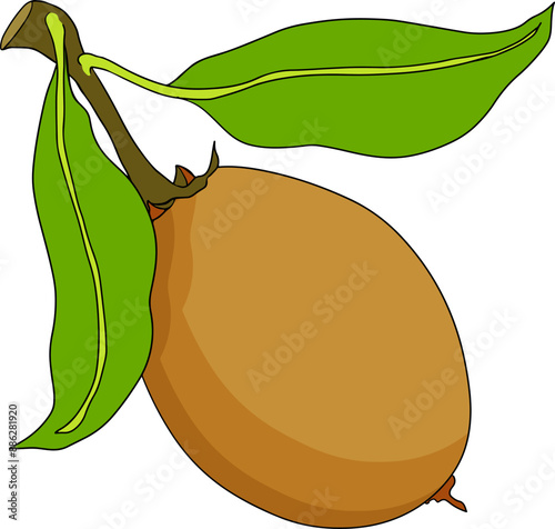 Chiku elements. Sapodilla naseberry pouteria colored fruits. Vector botanical design of exotic tropical fruit