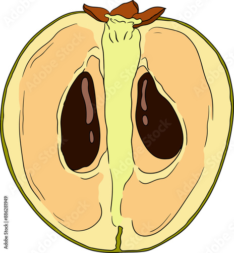 Chiku elements. Sapodilla naseberry pouteria colored fruits. Vector botanical design of exotic tropical fruit