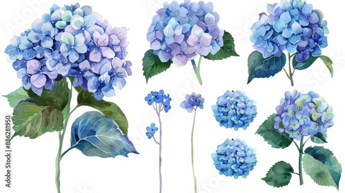 A watercolor hydrangea clipart with blue, purple, and pink flowers
