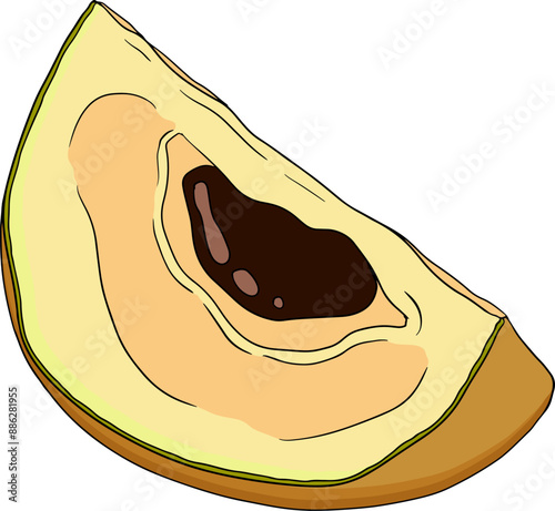 Chiku elements. Sapodilla naseberry pouteria colored fruits. Vector botanical design of exotic tropical fruit