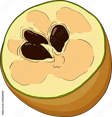 Chiku elements. Sapodilla naseberry pouteria colored fruits. Vector botanical design of exotic tropical fruit