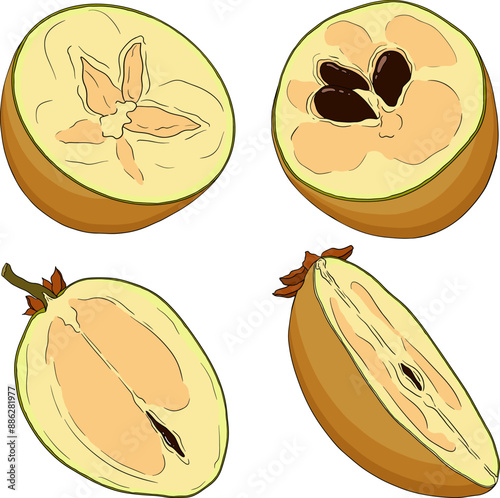 Chiku elements. Sapodilla naseberry pouteria colored fruits. Vector botanical design of exotic tropical fruit