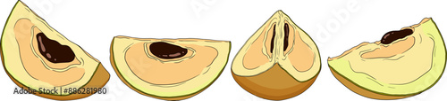 Chiku elements. Sapodilla naseberry pouteria colored fruits. Vector botanical design of exotic tropical fruit