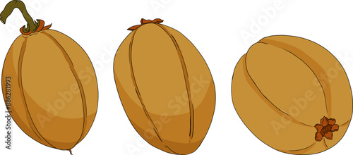 Chiku elements. Sapodilla naseberry pouteria colored fruits. Vector botanical design of exotic tropical fruit
