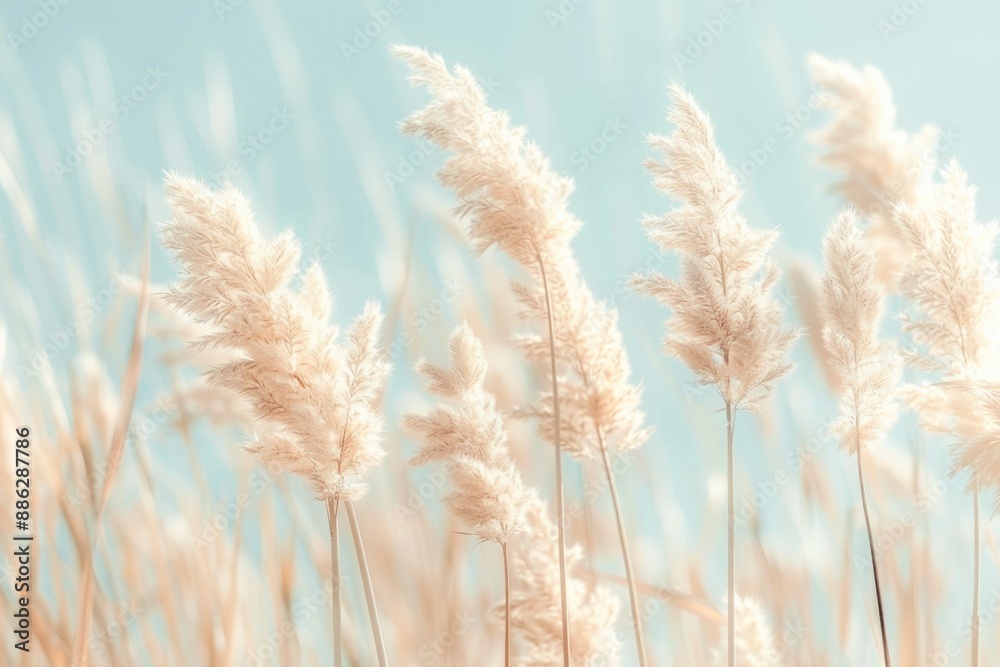 Boho Style: Pampas Grass in Light Pastel Colors on a Summer Field