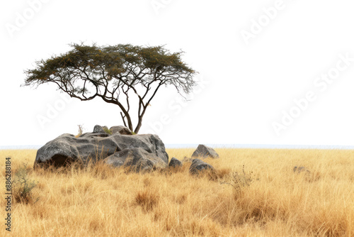 PNG Landscape grassland outdoors savanna. photo