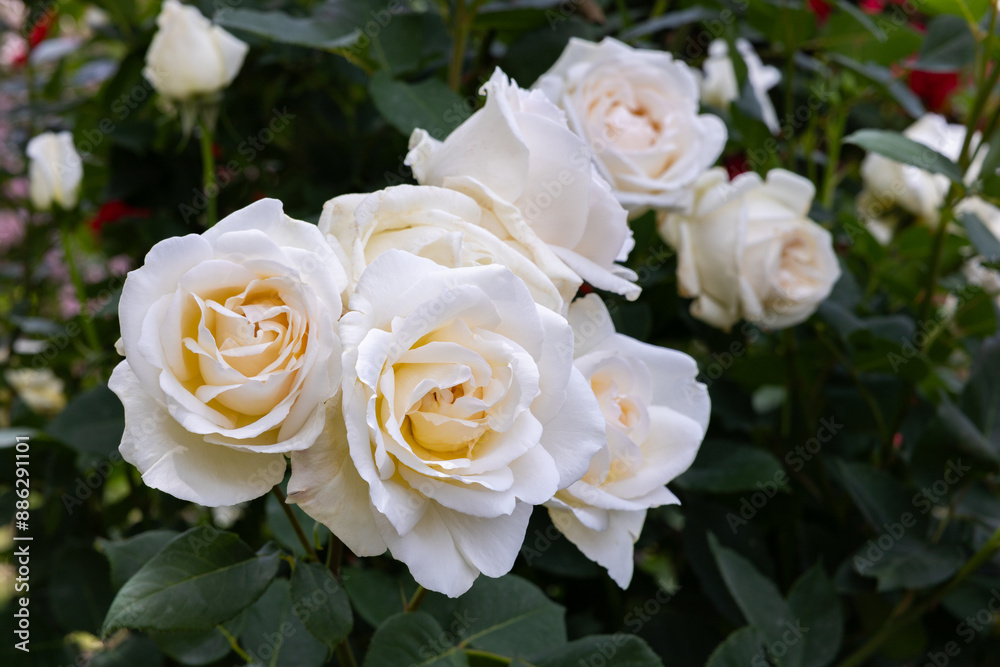 Beautiful white rose flowers blooming in a garden in Nagano. Beautiful white rose flowers blooming in a garden in Nagano.
