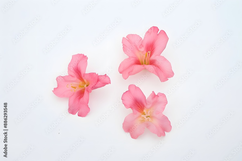 Close-up view of three pink flowers beautifully arranged on a white background. Close-up view of three pink flowers beautifully arranged on a white background.