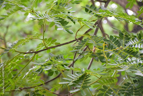 close up of leaves of tree