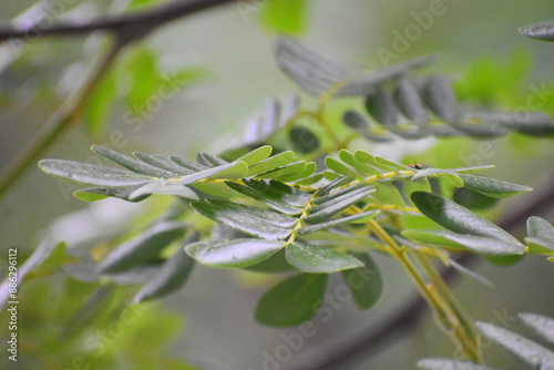 closeup shot of leaves in the tree