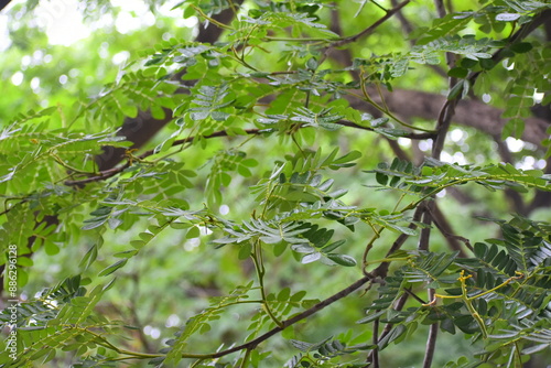 leaves on a tree