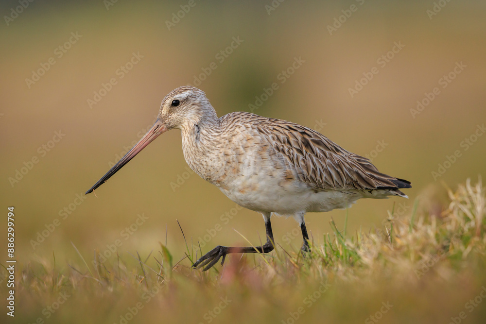 Bar-tailed Godwit, Limosa lapponica, foraging in a green meadow Bar-tailed Godwit, Limosa lapponica, foraging in a green meadow