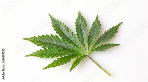 cannabis leaf isolated on white background photo