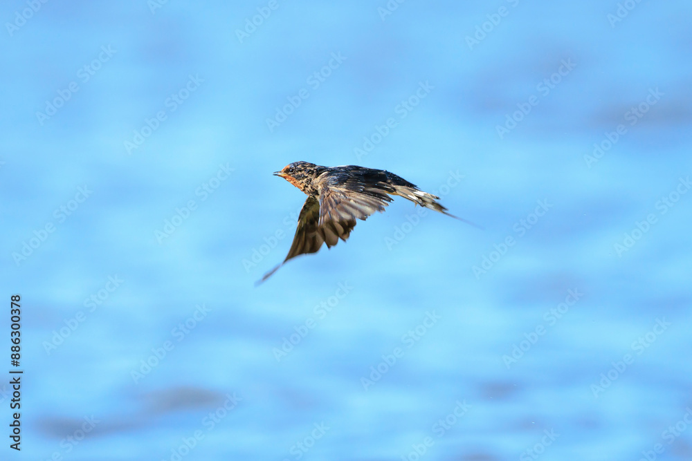 Obraz premium Barn Swallow Hirundo rustica in flight closeup