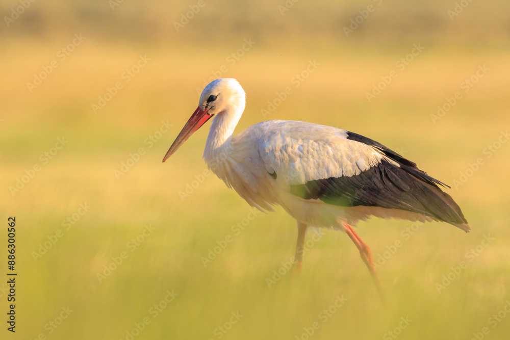 Fototapeta premium Stork, Ciconia ciconia, foraging in grass