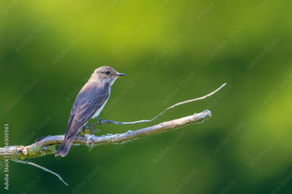 Closeup of a spotted flycatcher bird, Muscicapa striata, perching on a branch, singing. Closeup of a spotted flycatcher bird, Muscicapa striata, perching on a branch, singing.