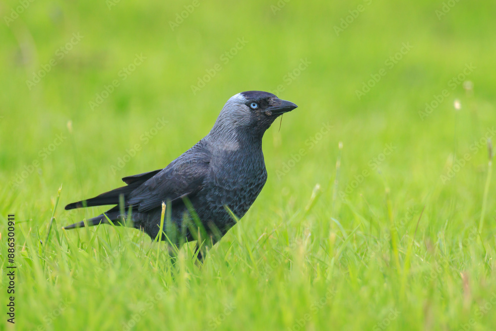 Closeup portrait of a Western Jackdaw bird Coloeus Monedula foraging in grass Closeup portrait of a Western Jackdaw bird Coloeus Monedula foraging in grass