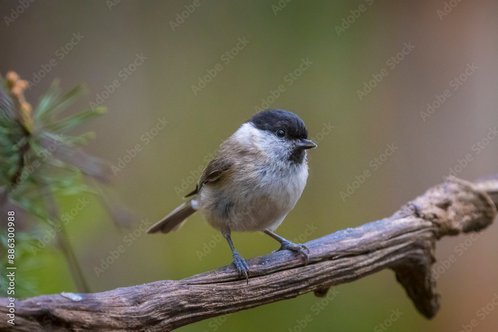Close up of a marsh tit, poecile palustris, bird Close up of a marsh tit, poecile palustris, bird