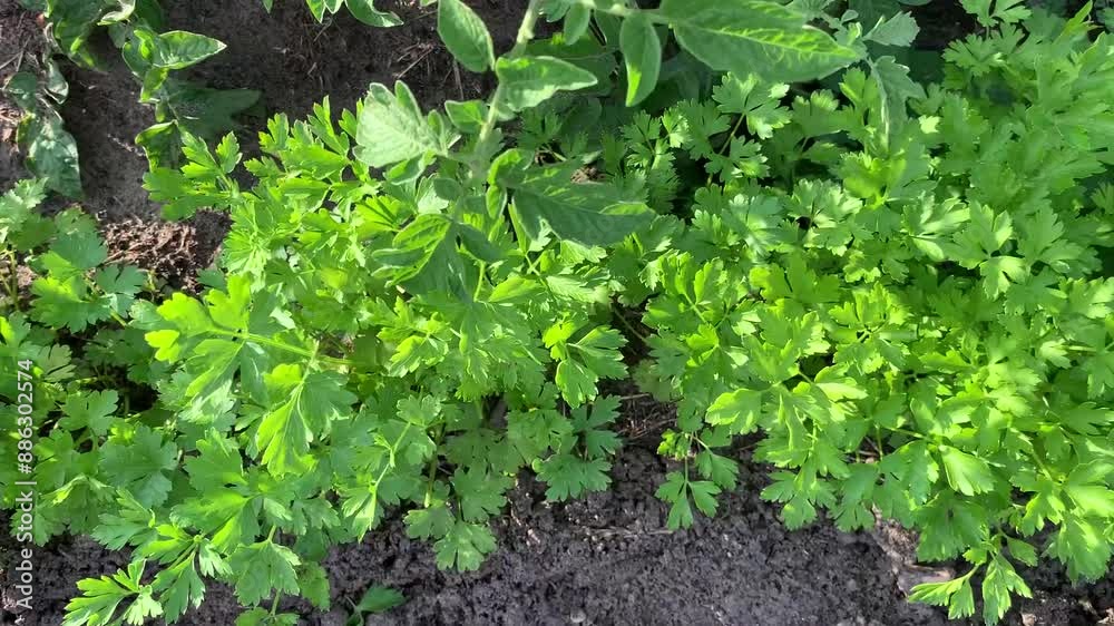 Garden bed with green parsley bushes green leaves. Close up. Summer time vibes. Healthy food. Household farming, gardening. For video presentation, advertising. Garden bed with green parsley bushes green leaves. Close up. Summer time vibes. Healthy food. Household farming, gardening. For video presentation, advertising.