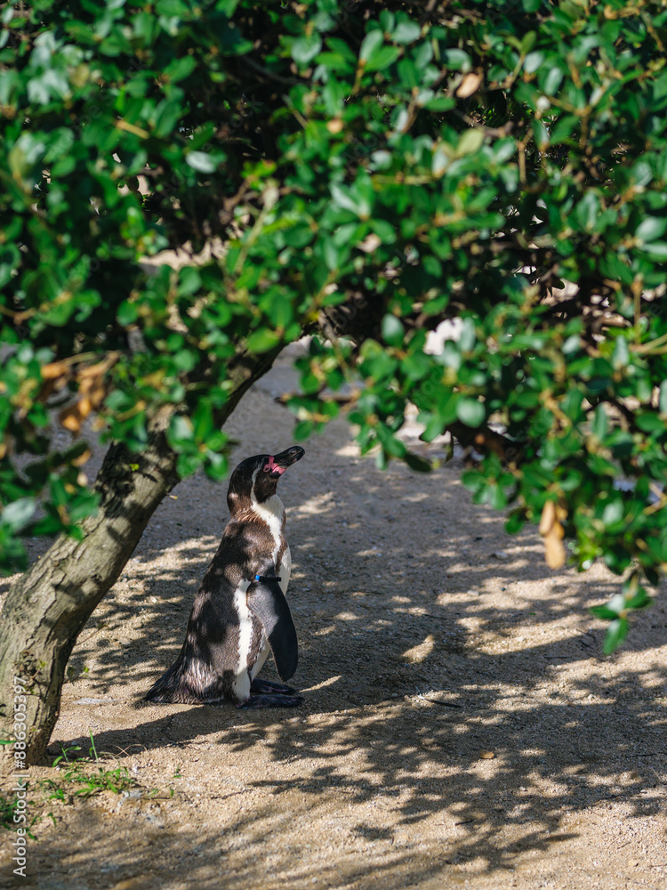 Obraz premium 木陰のペンギン