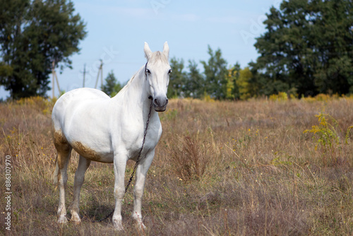 white horse on dry grass in the field. Arabian horse, white horse stands in an agriculture field with dry grass in sunny weather. strong, hardy and fast animal.