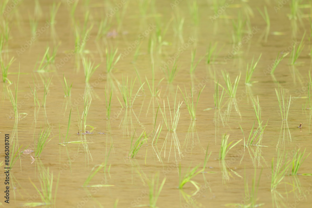 Rice paddies after rice planting, Japanese farming village in summer Rice paddies after rice planting, Japanese farming village in summer