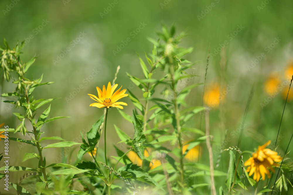 Rudbeckia. wild flower in nature. beautiful yellow flowers. floral background. big spring or summer flower. nice garden plant. wildflower, flowering season Rudbeckia. wild flower in nature. beautiful yellow flowers. floral background. big spring or summer flower. nice garden plant. wildflower, flowering season