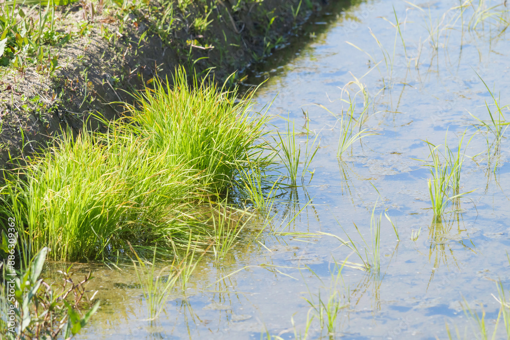 Rice paddies after rice planting, Japanese farming village in summer Rice paddies after rice planting, Japanese farming village in summer