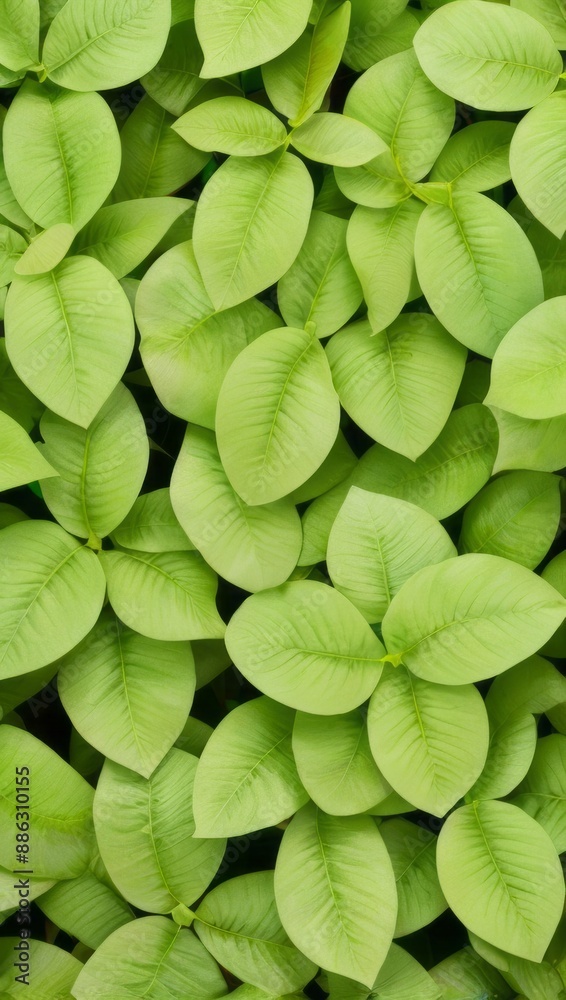 Obraz premium Green Plant Flower Leaves Illustration For Background or Pattern