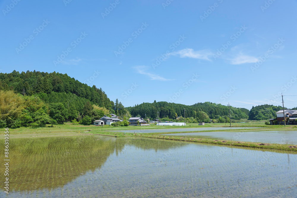 Rice paddies after rice planting, Japanese farming village in summer Rice paddies after rice planting, Japanese farming village in summer