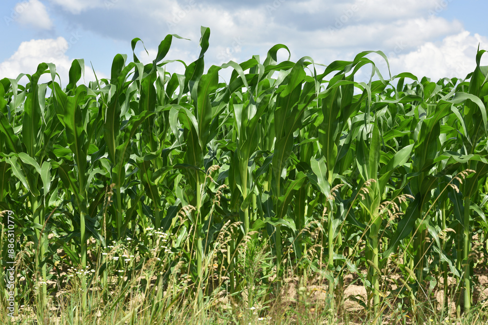 Fototapeta premium green corn leaves. Corn farm. photo of corn field. concept of good harvest, agricultural. Field of corn in spring or early summer. agricultural, industrial background
