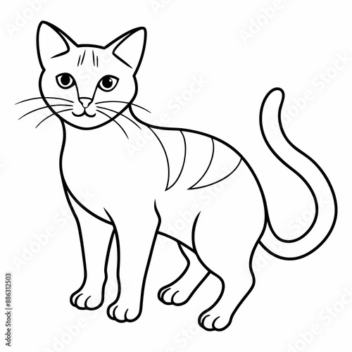 cat drawing
