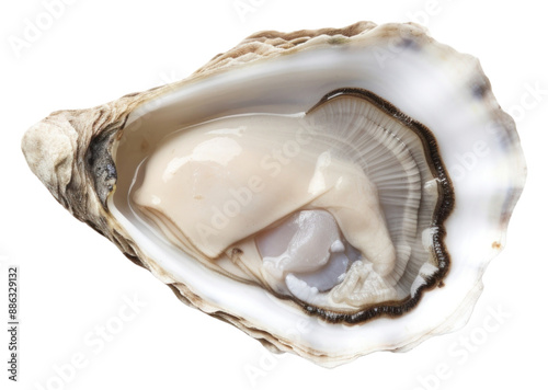 PNG Oyster white background invertebrate freshness.