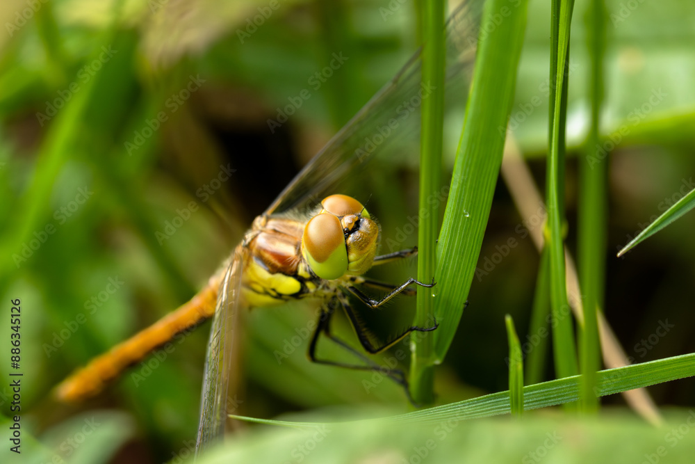 Gemeine Heidelibelle (Sympetrum vulgatum) Gemeine Heidelibelle (Sympetrum vulgatum)