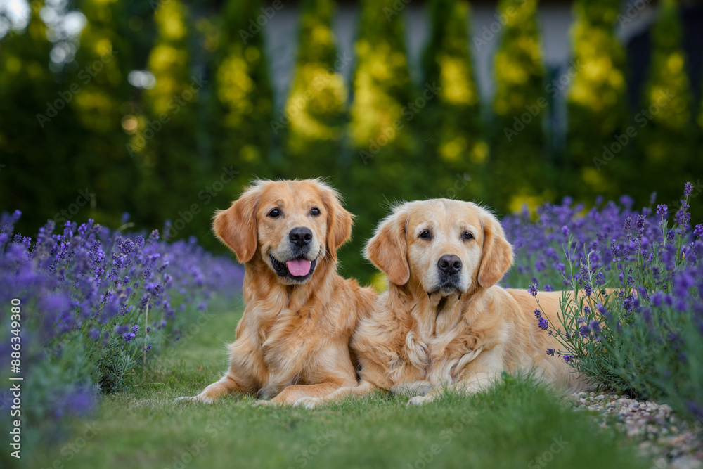 dog golden retriever labrador in a field of lavender flowers in the summer evening at sunset dog golden retriever labrador in a field of lavender flowers in the summer evening at sunset