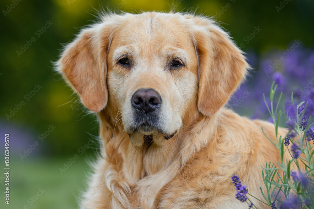 dog golden retriever labrador in a field of lavender flowers in the summer evening at sunset dog golden retriever labrador in a field of lavender flowers in the summer evening at sunset