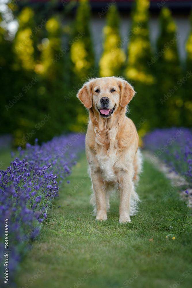 dog golden retriever labrador in a field of lavender flowers in the summer evening at sunset dog golden retriever labrador in a field of lavender flowers in the summer evening at sunset