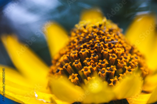 yellow sunflower flower petals close-up photo