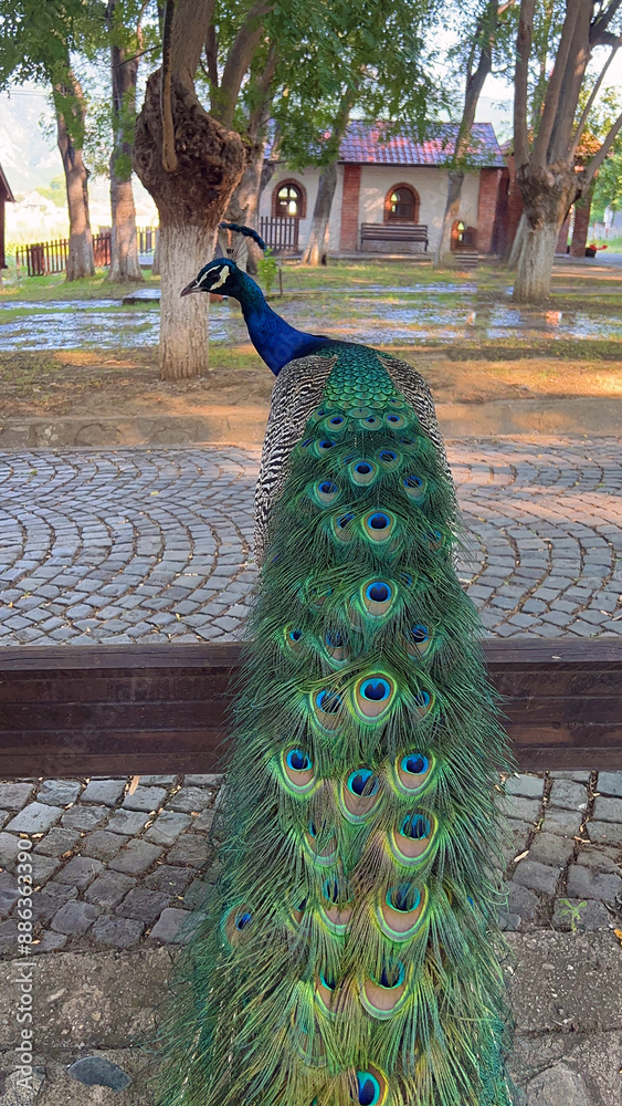 Obraz premium A Peacock Stands On A Stone Path In Front Of A Small Building